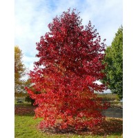 Амбровое дерево, Ликвидамбар смолоносный (Liquidambar styraciflua)