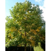 Tulip tree, Liriodendron tulip (Liriodendron tulipifera)