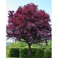 Слива червонолиста Пісарді (Prunus cerasifera Pissardii)