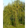 Ива Матсудана Эритрофлексуоза (Salix matsudana)