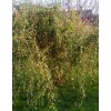 Ива Матсудана Эритрофлексуоза (Salix matsudana)