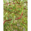Ива Матсудана Эритрофлексуоза (Salix matsudana)