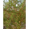 Ива Матсудана Эритрофлексуоза (Salix matsudana)