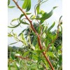 Ива Матсудана Эритрофлексуоза (Salix matsudana)