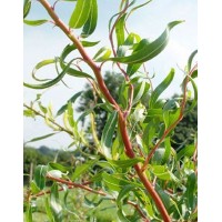 Ива Матсудана Эритрофлексуоза (Salix matsudana)