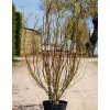 Ива Матсудана Эритрофлексуоза (Salix matsudana)