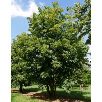 Липа європейська (Tilia europaea)