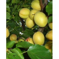 Apricot Pineapple