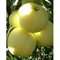 Яблуня Білий налив (Папіровка)