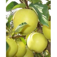 Apple-tree Golden Delicious, winter