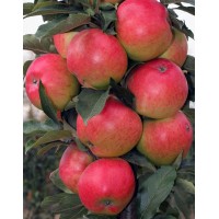 Apple-tree Columnar autumn