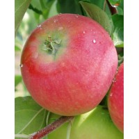 Apple tree Geneva Earley, summer