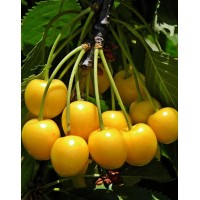 Drogan yellow sweet cherry