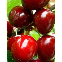 Черешня Крупноплодная, контейнер 15л