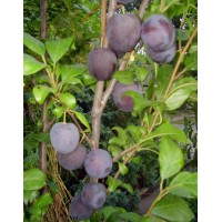 Plum Coloniform, open root