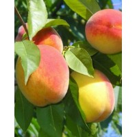 Donetsk yellow peach, self-fertile
