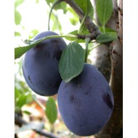 Stenley plum