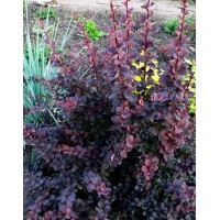 Barberry Ottawa Superba