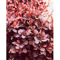 Барбарис Тунберга Атропурпуреа (Atropurpurea)