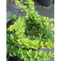Barberry Thunberg Green Carpet, cont. 1L, 2L