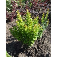 Barberry Thunberg green