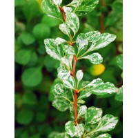 Barberry Thunberg Kornik