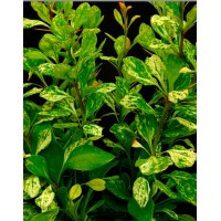 Barberry Thunberg Povou (Powwow)