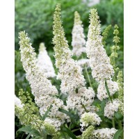Buddleya David White Profusion