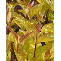 Дерен білий Ауреа (Cornus alba Aurea)