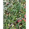 Horizontal cotoneaster