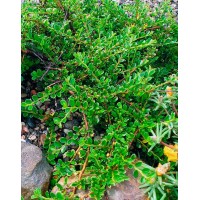 Кизильник горизонтальный (Cotoneaster horizontalis)