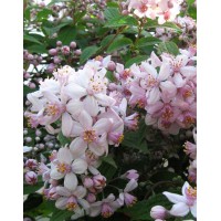 Дейция гібридна Монт Роуз (Mont Rose)