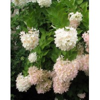 Гортензія метельчата Грандіфлора (Grandiflora)