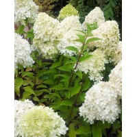 Hydrangea paniculata Limelight