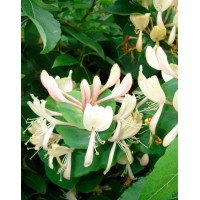 Жимолость каприфоль (Lonicera caprifolium)