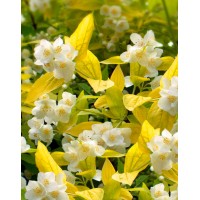 Chubushnik Aureus (Philadelphus Aureus)