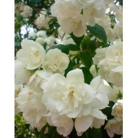 Philadelphus Shneeshturm