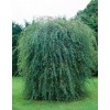 Верба пурпурова (Salix purpurea)