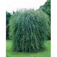Верба пурпурова (Salix purpurea)