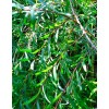 Верба пурпурова (Salix purpurea)