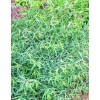 Верба пурпурова (Salix purpurea)