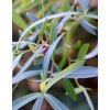Верба пурпурова (Salix purpurea)