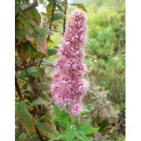 Спірея Білларда (Spiraea billardii)