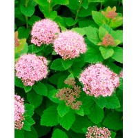 Спирея густоцветковая (Spiraea densiflora)