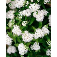 Japanese spirea Albiflora