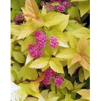 Spirea Japanese Candlelight