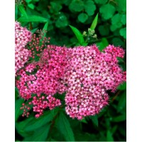 Spirea Japanese Country Red