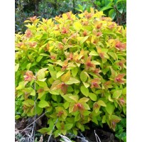 Spirea Japanese Gold Mound