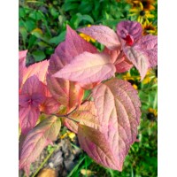 Spirea Japanese Macrofilla