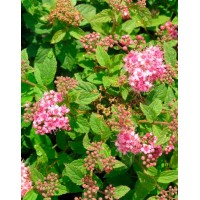 Spirea Japanese Manon